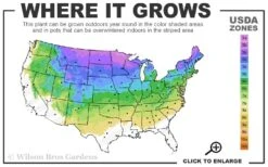 Incrediball Smooth Hydrangea - 3 Gallon Pot 11 Incrediball Smooth Hydrangea - 3 Gallon Pot -FloraHaven Shop 3a 8a