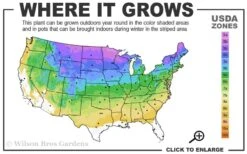 Strawberry Sundae Hydrangea - 1 Gallon Pot -FloraHaven Shop 3a 8b 4