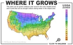 Little Lime Hydrangea - 6 Pack Of 1 Gallon Pots -FloraHaven Shop 3a 9b 6