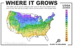 Red Sensation Hydrangea - 3 Gallon Pot 11 Red Sensation Hydrangea - 3 Gallon Pot -FloraHaven Shop 4A 8B 3