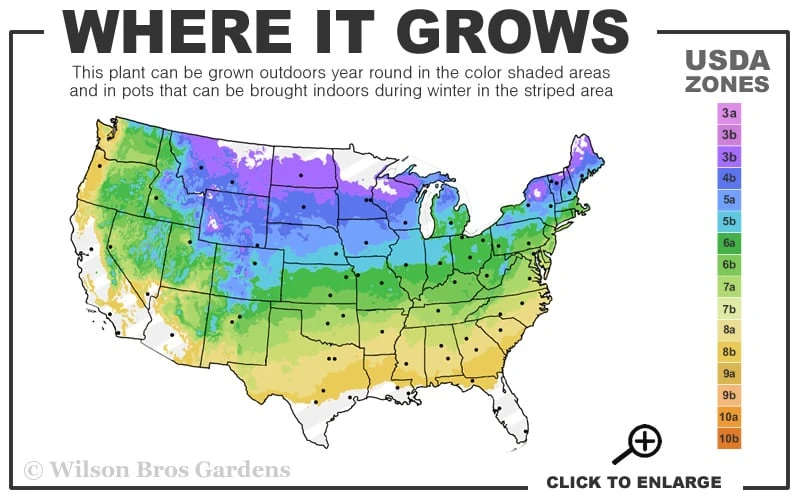 Red Sensation Hydrangea - 3 Gallon Pot 5 Red Sensation Hydrangea - 3 Gallon Pot - Image 3