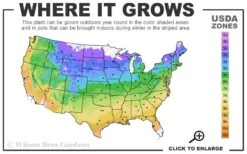 Nantucket Blue Hydrangea - 3 Gallon Pot -FloraHaven Shop 4a 9b 21