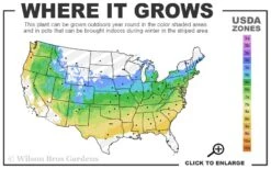 Popcorn Snowball Viburnum Bush - 1 Gallon Pot -FloraHaven Shop 5a 8b