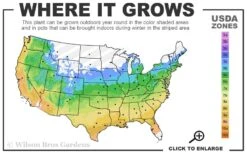 Solar Glow Sunbow Azalea - 2 Gallon Pot 8 Solar Glow Sunbow Azalea - 2 Gallon Pot -FloraHaven Shop 5a 9b 1