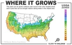 Graham Blandy Columnar Boxwood - 3 Gallon Pot -FloraHaven Shop 5b 9b 3
