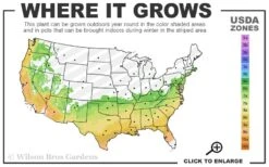 Perfecto Mundo Orange Azalea - 3 Gallon Pot 7 Perfecto Mundo Orange Azalea - 3 Gallon Pot -FloraHaven Shop 6B 9B 19