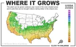 Summer Snow Gardenia - 3 Gallon Pot -FloraHaven Shop 6a 10a 2