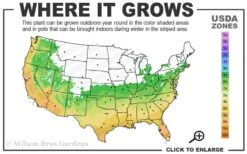 Winter's Snowman Camellia Hybrid - 7 Gallon Pot (2-3') -FloraHaven Shop 6a 10a
