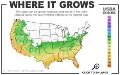 Winter's Waterlily Cold Hardy Camellia - 1 Gallon Pot -FloraHaven Shop 6a 10b 1