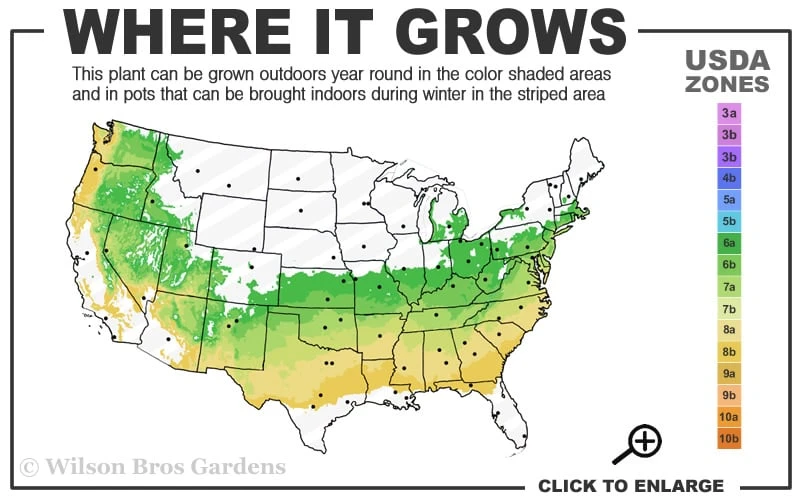 Variegated Boxwood 2-Ball Poodle Tier Topiary - 5 Gallon Pot 5 Variegated Boxwood 2-Ball Poodle Tier Topiary - 5 Gallon Pot - Image 3