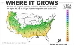 Elegans Variegated Boxwood - Buxus Sempervirens 'Elegantissima' - 1 Gallon Pot -FloraHaven Shop 6a 8b 5