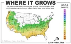 Sir Robert Dwarf Azalea - 3 Gallon Pot -FloraHaven Shop 6a 9a