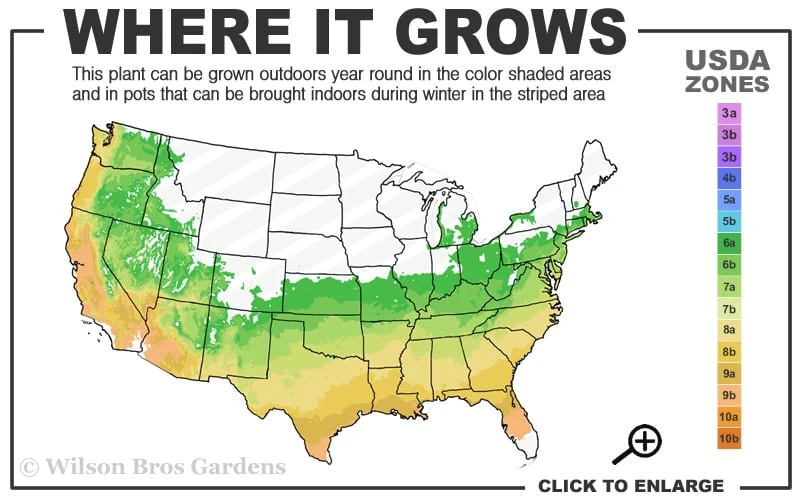 Evening Sunset Native Azalea (Rhododendron Austrinum) - 3 Gallon Pot 5 Evening Sunset Native Azalea (Rhododendron Austrinum) - 3 Gallon Pot - Image 3