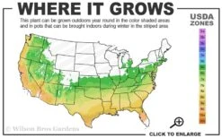 Watchet Dwarf Pink Azalea - 1 Gallon Pot 7 Watchet Dwarf Pink Azalea - 1 Gallon Pot -FloraHaven Shop 6a 9b 52