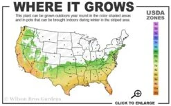 Fortune's Cold Hardy Tea Olive (Fragrant Osmanthus) - 7 Gallon Pot (4-5') 10 Fortune's Cold Hardy Tea Olive (Fragrant Osmanthus) - 7 Gallon Pot (4-5') -FloraHaven Shop 6b 10b 6