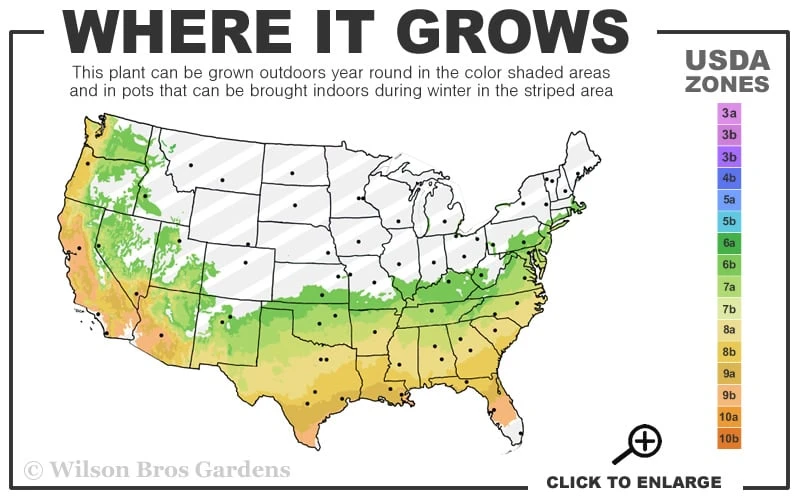Winter's Star Cold Hardy Camellia - 1 Gallon Pot 5 Winter's Star Cold Hardy Camellia - 1 Gallon Pot - Image 3
