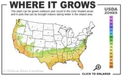 Pink Snow Camellia Sasanqua - 7 Gallon Pot (3-4') -FloraHaven Shop 7a 10a 1