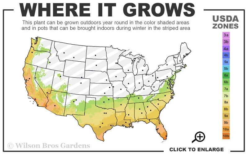 Jubilation Gardenia - 3 Gallon Pot 5 Jubilation Gardenia - 3 Gallon Pot - Image 3