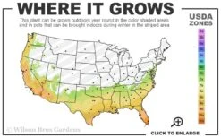 Hardy Fragrant Daisy Gardenia Bush - 2.5 Quart Pot -FloraHaven Shop 7a 10b 66