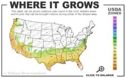 Rose Dawn Camellia Japonica - 3 Gallon Pot -FloraHaven Shop 7a 9b 74