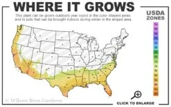 Radicans Creeping Dwarf Gardenia - 1 Gallon Pot -FloraHaven Shop 7b 10b 18