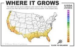 Variegated Creeping Dwarf Gardenia - 3 Gallon Pot -FloraHaven Shop 8a 11 5