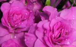 Amelia Rose Azalea - 3 Gallon Pot -FloraHaven Shop Azalea Amelia Rose 1