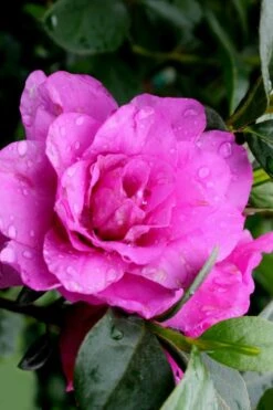 Amelia Rose Azalea - 3 Gallon Pot -FloraHaven Shop Azalea Amelia Rose 3