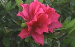 Brilliant Southern Indica Azalea - 1 Gallon Pot -FloraHaven Shop Azalea Brilliant 1