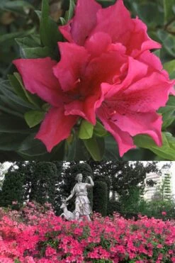 Brilliant Southern Indica Azalea - 1 Gallon Pot -FloraHaven Shop Azalea Brilliant 500x700 1