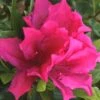 Brilliant Southern Indica Azalea - 1 Gallon Pot
