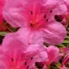 Chinzan Dwarf Azalea - 3 Gallon Pot -FloraHaven Shop Azalea Chinzan 21 1