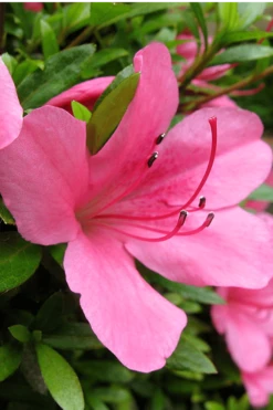Chinzan Dwarf Azalea - 3 Gallon Pot -FloraHaven Shop Azalea Chinzan 500x750 1
