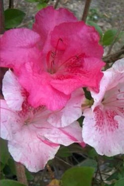 Conversation Piece Azalea - 1 Gallon Pot -FloraHaven Shop Azalea Conversation Piece 10