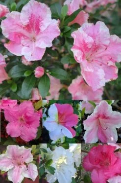 Conversation Piece Azalea - 1 Gallon Pot -FloraHaven Shop Azalea Conversation Piece 2 500x750 1