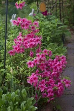 Orchid Showers Deja Bloom Azalea - 1 Gallon Pot -FloraHaven Shop Azalea Deja Bloom Orchid Showers 5