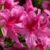 Orchid Showers Deja Bloom Azalea - 1 Gallon Pot