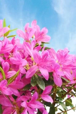 Pink Ribbons Deja Bloom Azalea - 1 Gallon Pot -FloraHaven Shop Azalea Deja Bloom Pink Ribbons 4