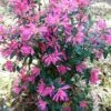 Pink Ribbons Deja Bloom Azalea - 1 Gallon Pot -FloraHaven Shop Azalea Deja Bloom Pink Ribbons 7