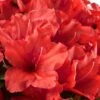 Red Tiara Deja Bloom Azalea - 1 Gallon Pot -FloraHaven Shop Azalea Deja Bloom Red Tiara 2