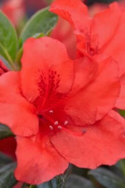 Red Tiara Deja Bloom Azalea - 1 Gallon Pot -FloraHaven Shop Azalea Deja Bloom Red Tiara 4