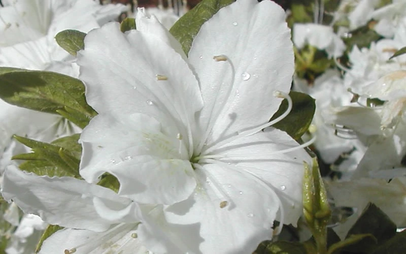 Delaware Valley White Azalea - 1 Gallon Pot 6 Delaware Valley White Azalea - 1 Gallon Pot - Image 4