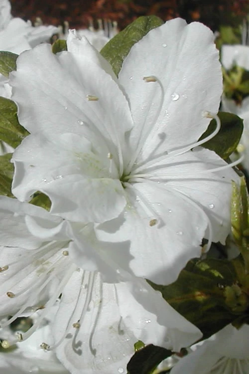 Delaware Valley White Azalea - 1 Gallon Pot 3 Delaware Valley White Azalea - 1 Gallon Pot