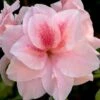Autumn Belle Encore Azalea - 1 Gallon Pot -FloraHaven Shop Azalea Encore Autumn Belle 20