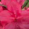 Autumn Jewel Encore Azalea - 1 Gallon Pot 2 Autumn Jewel Encore Azalea - 1 Gallon Pot -FloraHaven Shop Azalea Encore Autumn Jewel