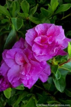 Autumn Majesty Encore Azalea - 3 Gallon Pot 13 Autumn Majesty Encore Azalea - 3 Gallon Pot -FloraHaven Shop Azalea Encore Autumn Majesty 5