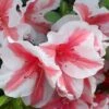 Autumn Starburst Encore Azalea - 6 Pack Of 1 Gallon Pots 2 Autumn Starburst Encore Azalea - 6 Pack Of 1 Gallon Pots -FloraHaven Shop Azalea Encore Autumn Starburst 1