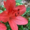 Flame Creeper Dwarf Spreading Azalea - 3 Gallon Pot -FloraHaven Shop Azalea Flame Creeper 10