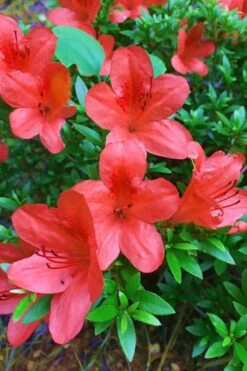 Flame Creeper Dwarf Spreading Azalea - 3 Gallon Pot 9 Flame Creeper Dwarf Spreading Azalea - 3 Gallon Pot -FloraHaven Shop Azalea Flame Creeper 11