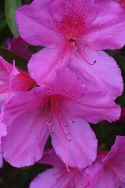 Formosa Southern Indica Azalea - 1 Gallon Pot 10 Formosa Southern Indica Azalea - 1 Gallon Pot -FloraHaven Shop Azalea Formosa 500x750 1